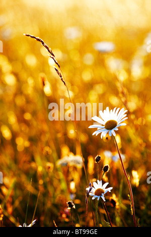 La grande marguerite Leucanthemum vulgare dans une prairie de fleurs sauvages à Somerset Banque D'Images