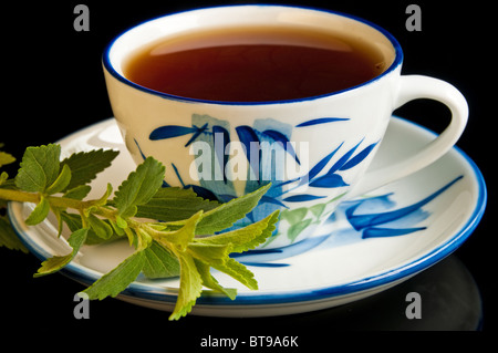 Le Stevia rebaudiana le soutien de fines herbes pour le sucre Banque D'Images