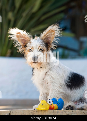 14 semaines chiot Jack Russell croix avec son jouet préféré Banque D'Images
