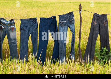 Séchage jeans sur un fil de fer barbelé lave-ligne parmi un champ de riz en Inde Banque D'Images