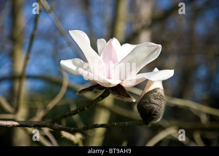 Une fleur de magnolia et bud Banque D'Images