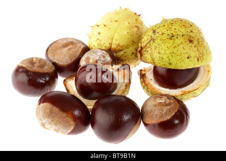 Le Marronnier Aesculus hippocastanum graines ouvrant de cosse sur fond blanc Banque D'Images