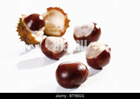 L'châtaignes (Aesculus) Banque D'Images