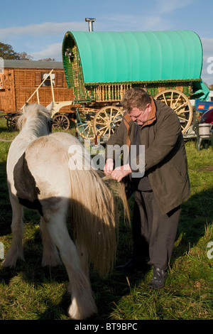 Un marchand de chevaux est le toilettage poils queue emmêlée sur son cheval gypsy noir et blanc prêt pour la ranger Foire aux chevaux. DAVID MANSELL Banque D'Images