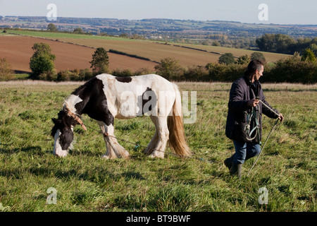 George est un 15 ans s/n, il est maintenant un reste après l'extraction d'un cheval dessiné caravane de Bretagne. DAVID MANSELL Banque D'Images