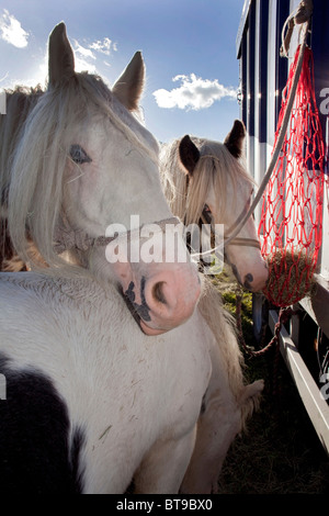 Depuis plus de 500 ans, les gens sont descendus sur Stow-on-the-Wold pour le rassemblement tsigane de l'arrimage du cheval. DAVID MANSELL Banque D'Images