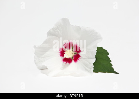 Close-up of hibiscus Rose de Sharon sur fond blanc Banque D'Images