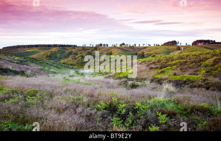 Heath et collines de l'autre côté Cannock Chase Country Park AONB au début de l'été (région de beauté naturelle exceptionnelle) Banque D'Images