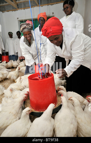 Projet de volaille d'un groupe de femmes, les femmes dans le poulet alimentation coop, Lady Frere, Eastern Cape, Afrique du Sud, l'Afrique Banque D'Images