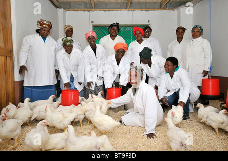 Projet de volaille d'un groupe de femmes, groupe photo dans la coop, Lady Frere, Eastern Cape, Afrique du Sud, l'Afrique Banque D'Images