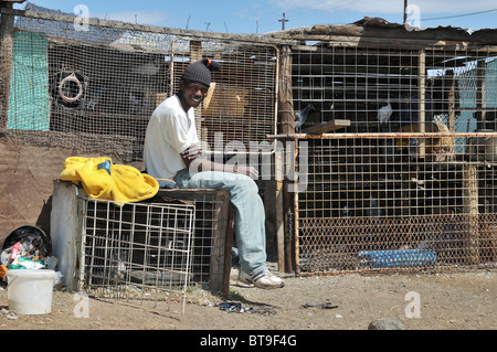 L'assainissement des taudis, canton, jeune homme pigeons d'élevage dans l'arrière-cour, Queenstown, Eastern Cape, Afrique du Sud, l'Afrique Banque D'Images