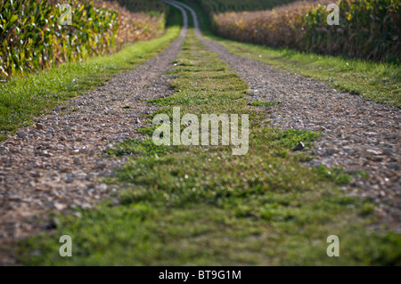 Une piste entre deux champs de maïs Banque D'Images
