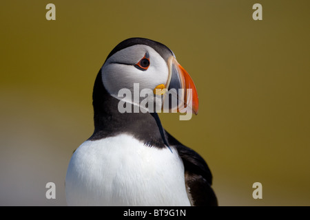 Le Macareux moine (Fratercula arctica), Iles Farne, Northumberland, Angleterre Banque D'Images