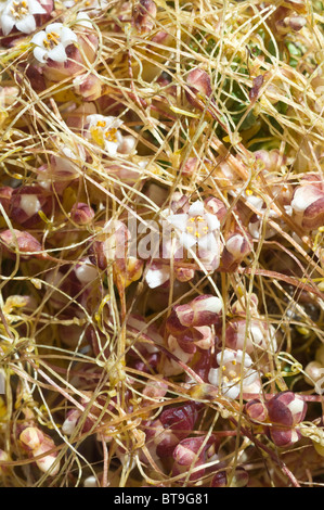 Dans les plantes fleurissent après les pluies d'El Niño de Los Lomitas Route Nationale Parque Pan de Azucar Atacama (III) Chili Amérique du Sud Banque D'Images