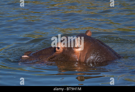 Hippopotame immergé dans l'eau, parc national Kruger, Afrique du Sud. Banque D'Images