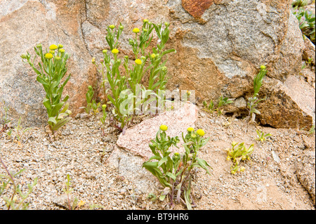 Dans les plantes fleurissent après les pluies d'El Niño de Los Lomitas Route Nationale Parque Pan de Azucar Atacama (III) Chili Amérique du Sud Banque D'Images