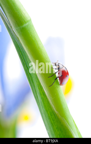 Coccinelle rouge sur feuille verte. Banque D'Images