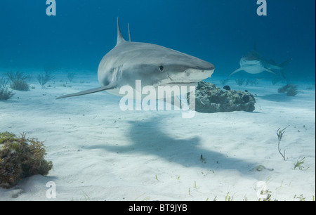 Les requins tigre dans le sable Banque D'Images