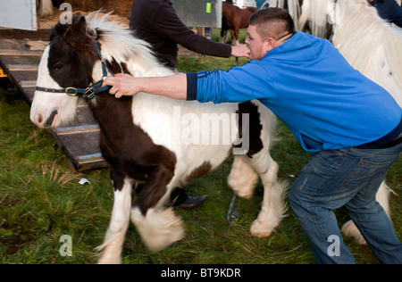 Éleveur de chevaux Abraham Rogers et ses collègues d'essayer d'obtenir un poulain dans son cheval fort à l'arrimage du cheval. DAVID MANSELL Banque D'Images