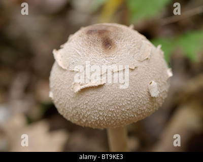 De champignons la Breg Martin hill forêt, près de Zagreb, Croatie. Banque D'Images