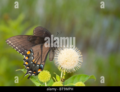Un noir d'un morph est de tiger swallowtail butterfly qui se nourrit d'une céphalanthe occidental Banque D'Images