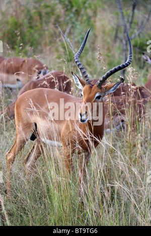 Impala mâle au jeu Hluhluwe-Umfolozi, Zululand, KwaZulu-Natal, Afrique du Sud. Banque D'Images