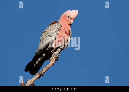 Cacatoès cacatoès rosalbin Cacatua roseicapilla (), le Kakadu National Park, territoire du Nord, Australie Banque D'Images