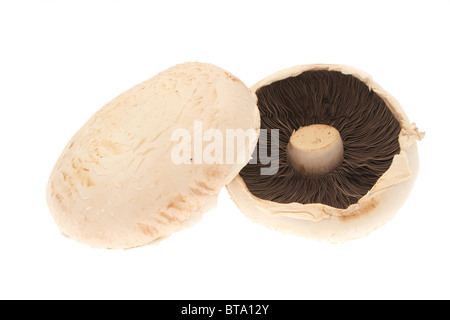 Deux champignons communs (Agaricus bisporus) sur un fond blanc. Banque D'Images
