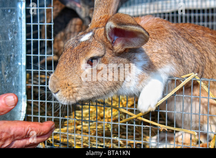 Bunny en cage avec hand reaching Banque D'Images