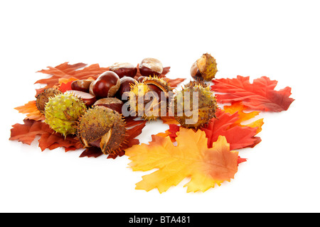 Scène d'automne avec des feuilles et des châtaignes sur fond blanc Banque D'Images