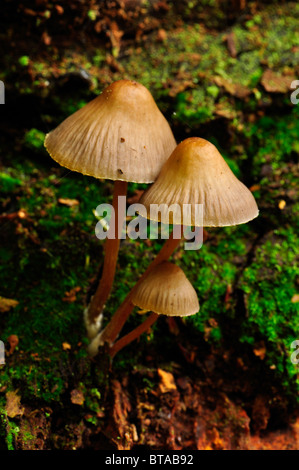 Les champignons poussant sur un journal en Bramingham bois, Luton, Bedfordshire Banque D'Images