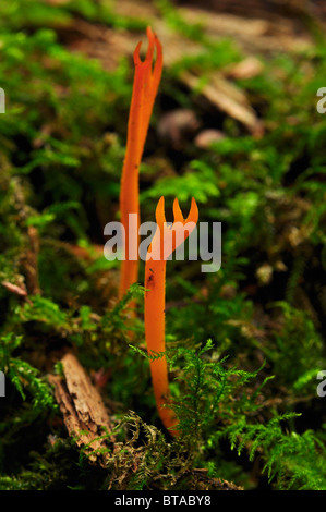 Stagshorn Putteridge jaune champignon à enterrer, Luton, Bedfordshire Banque D'Images