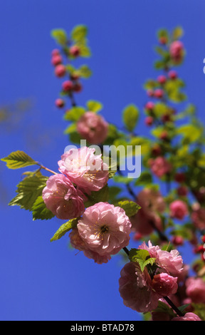 Peach Blossom printemps rose sur Prunus Tribola tree Royaume-Uni Banque D'Images