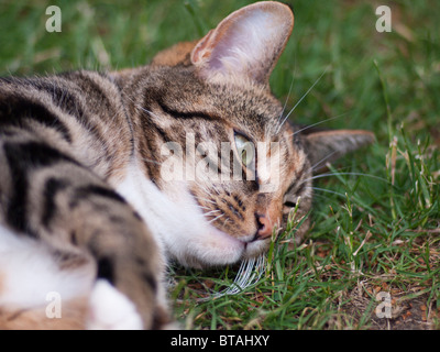 Une femelle chat tabby brun et noir se reposant après jouer Banque D'Images