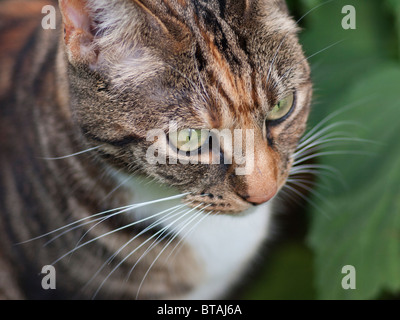 Une femelle chat tabby brun et noir (vue de dessus Banque D'Images