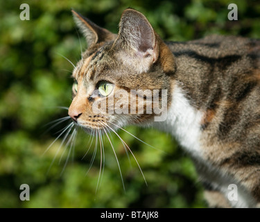 Une femelle brown tabby et black cat dans le profil Banque D'Images