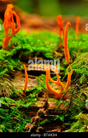 Stagshorn jaune champignon dans Putteridge Bury, Luton, Angleterre Banque D'Images