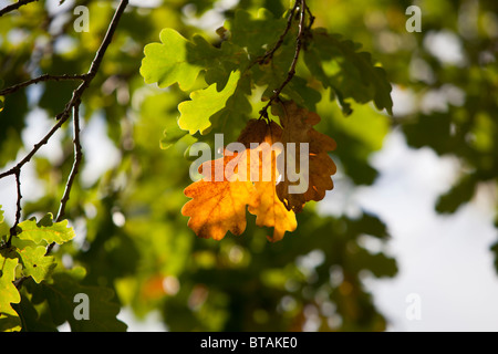 Ek, chêne (Quercus robur) Banque D'Images