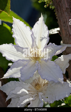 'Gladys Picard' Début à grande fleur, groupe, Klematis (Clematis) Banque D'Images