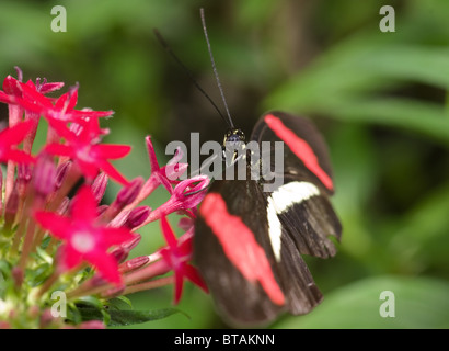 Photo d'un papillon rouge Postman (Heliconius erato) Banque D'Images