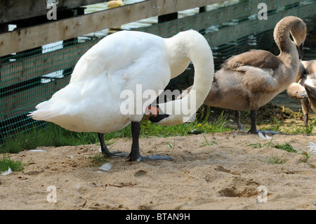 Cygne tuberculé Cygnus olor sur Lanskie lake, Olsztynskie - Lakeland partie de district du Lac de Mazurie, Région de la Mazurie en Pologne Banque D'Images