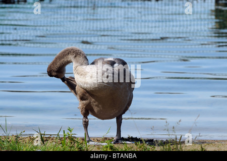 Cygne tuberculé Cygnus olor cygnet sur Lanskie lake, Olsztynskie - Lakeland partie de district du Lac de Mazurie, Région de la Mazurie en Pologne Banque D'Images