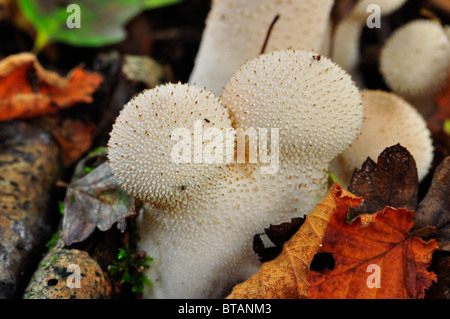 Champignons puffball commun en Grande-Bretagne Banque D'Images