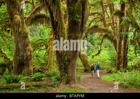 L'érable à grandes feuilles d'arbres, de mousses Hall Trail, Hoh Rainforest, Olympic National Park, Washington. Banque D'Images