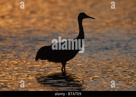 Grue du Canada (Grus canadensis) se découpant sur le cuivre/bronze une réflexion au coucher du soleil Banque D'Images