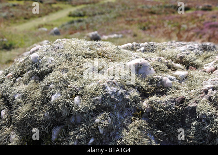 Rhossili lichen couvrant rock en Pays de Galles Banque D'Images