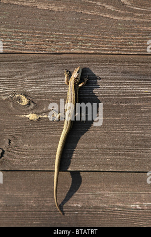 Lézard (Zootoca vivipara commun, anciennement Lacerta vivipara) - à prendre le soleil sur le côté d'un hangar Banque D'Images