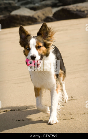 Chien border collie avec balle sur la plage de Cornouailles. Banque D'Images