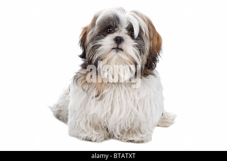 Shih tzu Banque D'Images