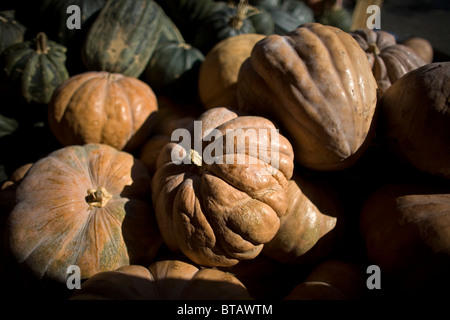 Les citrouilles pour Halloween sont en vente à la Jamaïque Marché aux Fleurs dans la ville de Mexico, 18 octobre 2010. Banque D'Images
